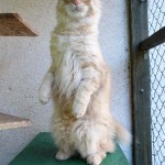 Alf webhotel pro kočky Miacis