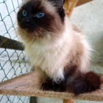 Boženka v hotýlku pro kočky Miacis