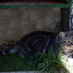 Britský kocourek tabby Robíček