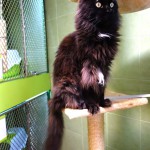 Brooklin v hotelu pro kočky