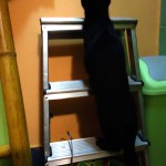 Charlie v hotelu pro kočky Miacis