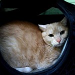 Evropská kočička Kuba v hotelu pro kočky