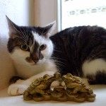 Evropská kočička Sisi v hotelu pro kočky