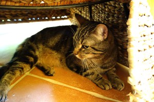 Felix v kočičím hotelu Miacis