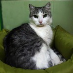 Filípek z Jenče v hotelu pro kočky Miacis Smečno