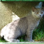 Jeremiáš britská krátkosrstá kočka vhotel pro kočky Miacis