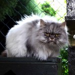 Kasim perská kočka v hotelu pro kočky Miacis