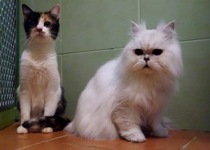 Kotě a Morphy v hotelu pro kočky