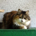 Ljusja listopad hotel pro kočky