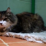 Ljusjenka hotel pro kočky Miacis