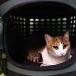 Lussy -evropská kočička v hotelu pro kočky Miacis