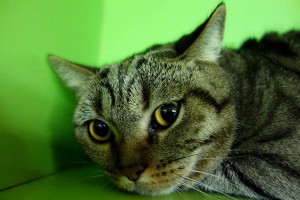 Líza v kočičím hotelu Miacis Kladno