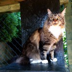 Mainská mývalí kočička Arwen-hotel pro kočky Miacis