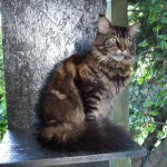 Mainská mývalí kočka Kimi - hotel pro kočky Miacis