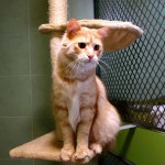 Mainský Alf v kočičím hotelu Miacis