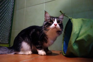 Max v hotelu pro kočky Miacis