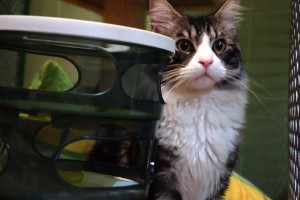 Max v hotelu pro kočky Miacis