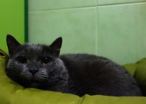 Mikeš v hotelu pro kočky Miacis Ptraha