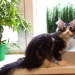 Minská mývalí kočka - kotě Max hotel pro kočky Miacis