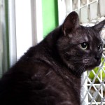 Pišta v hotelu pro kočky Miacis