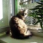 Rozinka v kočičím hotelu Miacis