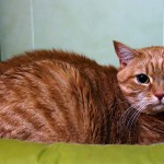 Rozinka web hotel pro kočky