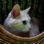 Tobiášekhotel pro kořky Miacis