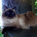 birma Boženka v kočičím hotelu Miacis