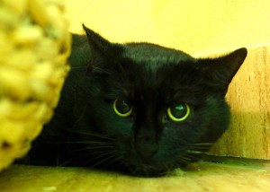 mikeš v hotelu pro kočičky Miacis