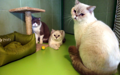 Barney, Xany a Charmínek