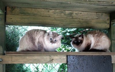 Kočičí parťáci paní Venduly